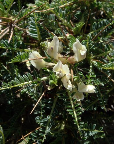 Astragalus genargenteus, photographed by Peter de Lange