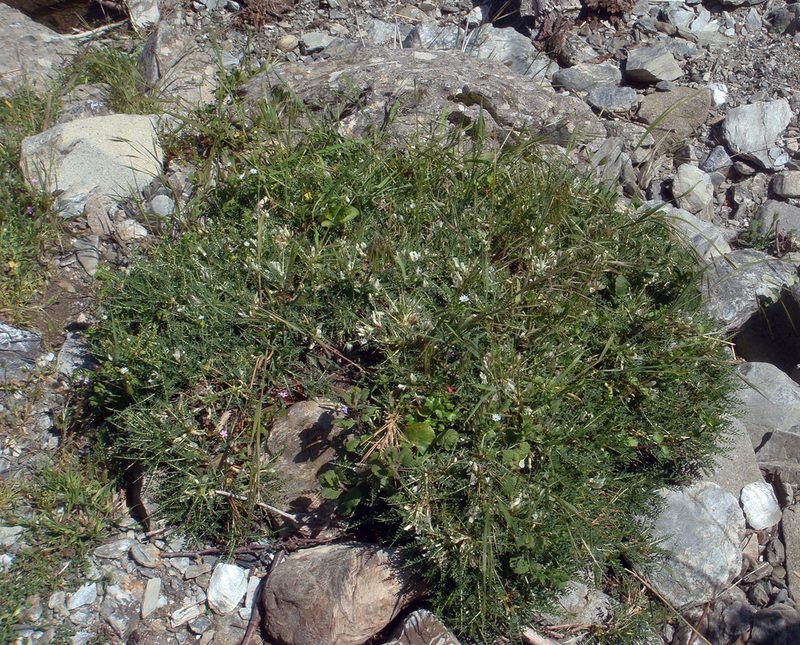 Astragalus genargenteus, photographed by Peter de Lange