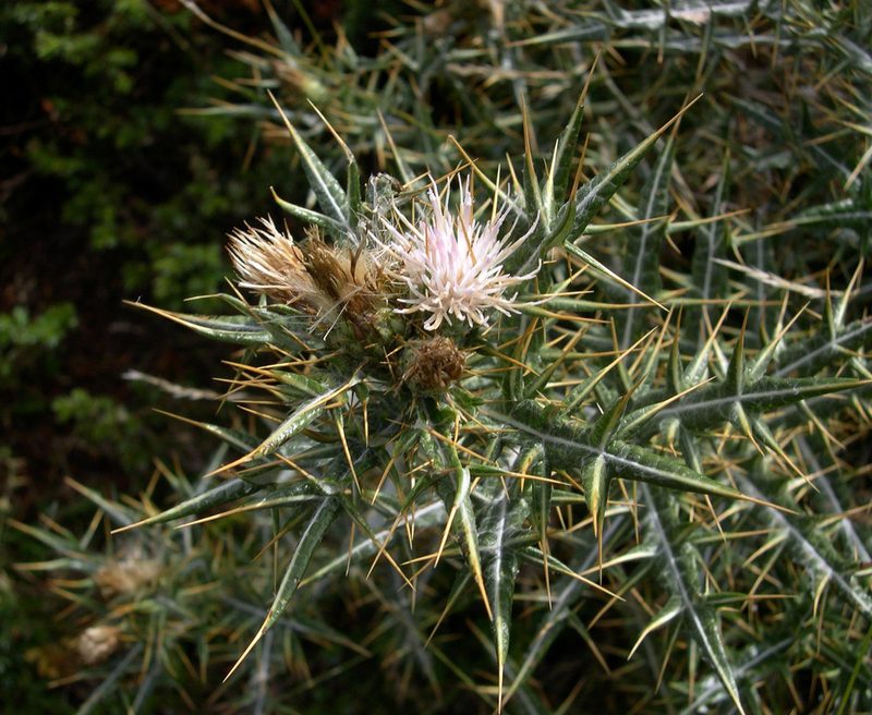 Lamyropsis microcephala, photographed by Peter de Lange