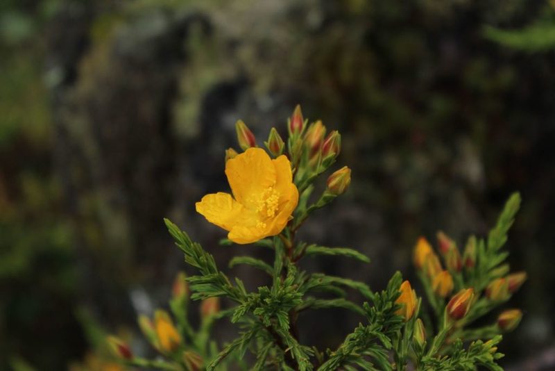 Hypericum goyanesii, photographed by Andrés Ramírez-Barrera
