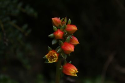 Echeveria bicolor, photographed by Andrés Ramírez-Barrera