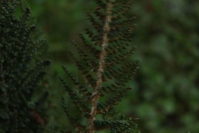 Polystichum orbiculatum, photographed by Andrés Ramírez-Barrera