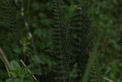 Polystichum orbiculatum, photographed by Andrés Ramírez-Barrera