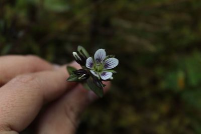 Gentianella corymbosa, photographed by Andrés Ramírez-Barrera