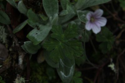 Geranium holosericeum, photographed by Andrés Ramírez-Barrera