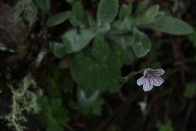 Geranium holosericeum, photographed by Andrés Ramírez-Barrera