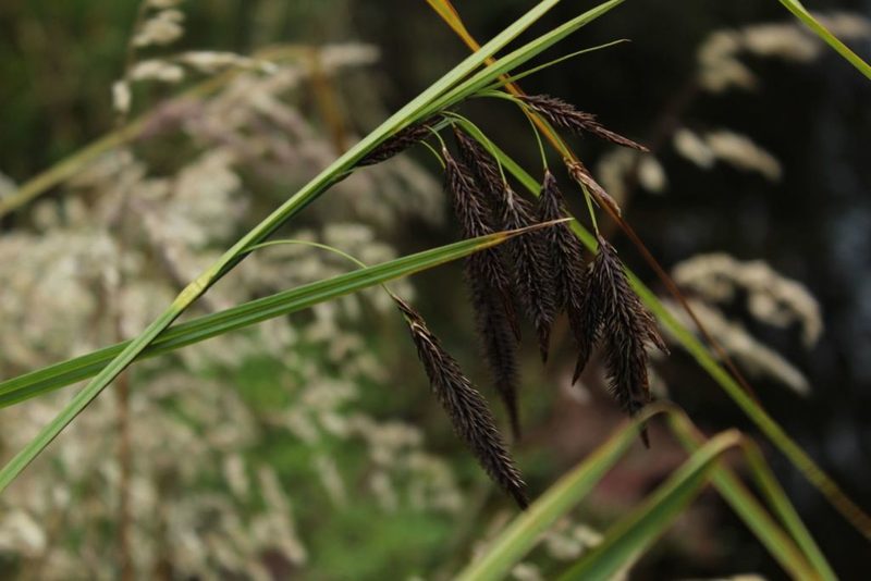 Carex pichinchensis, photographed by Andrés Ramírez-Barrera