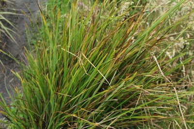 Carex pichinchensis, photographed by Andrés Ramírez-Barrera