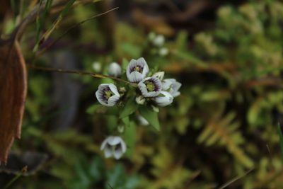 Gentianella corymbosa, photographed by Andrés Ramírez-Barrera