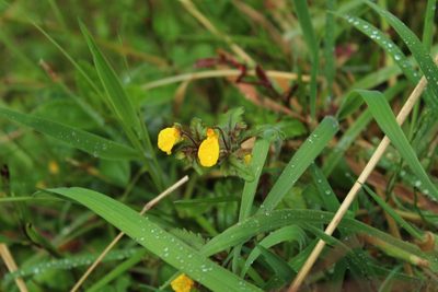 Calceolaria mexicana, photographed by Andrés Ramírez-Barrera