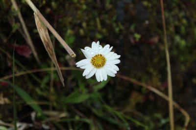 Sabazia trianae, photographed by Andrés Ramírez-Barrera