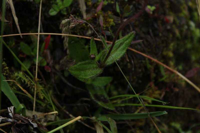Sabazia trianae, photographed by Andrés Ramírez-Barrera