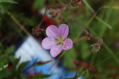 Geranium holosericeum, photographed by Andrés Ramírez-Barrera
