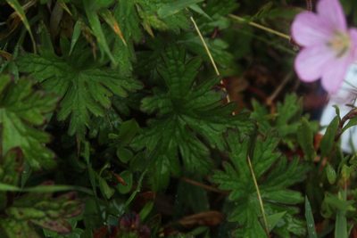 Geranium holosericeum, photographed by Andrés Ramírez-Barrera