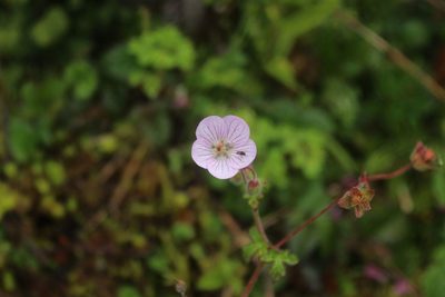 Geranium holosericeum, photographed by Andrés Ramírez-Barrera
