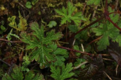 Geranium holosericeum, photographed by Andrés Ramírez-Barrera
