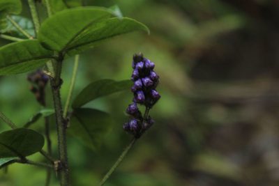 Grimolobium mexicanum, photographed by Andrés Ramírez-Barrera