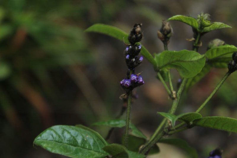 Grimolobium mexicanum, photographed by Andrés Ramírez-Barrera