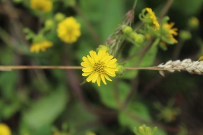 Sigesbeckia jorullensis, photographed by Andrés Ramírez-Barrera