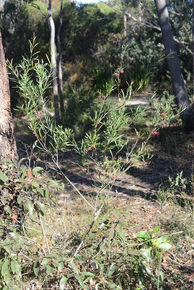 Grevillea oleoides, photographed by ronavery
