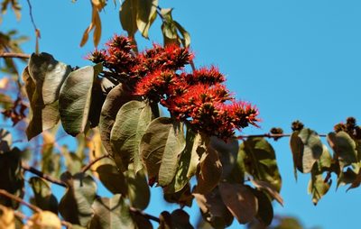 Combretum paniculatum, photographed by i_c_riddell
