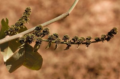 Combretum paniculatum, photographed by i_c_riddell