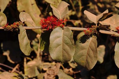 Combretum paniculatum, photographed by i_c_riddell