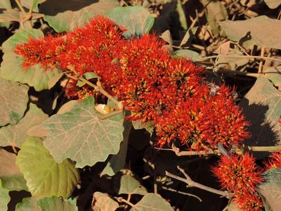 Combretum paniculatum, photographed by i_c_riddell