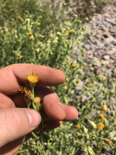 Chrysopsis oregona, photographed by Matt Benotsch