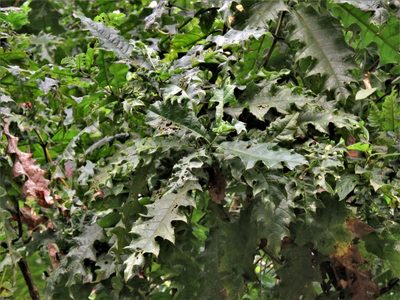 Acanthus polystachyus, photographed by Annika Lindqvist