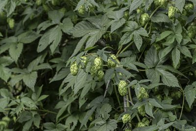 Humulus neomexicanus, photographed by Craig Martin