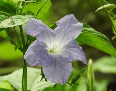 Ruellia intermedia, photographed by Francisco Farriols Sarabia