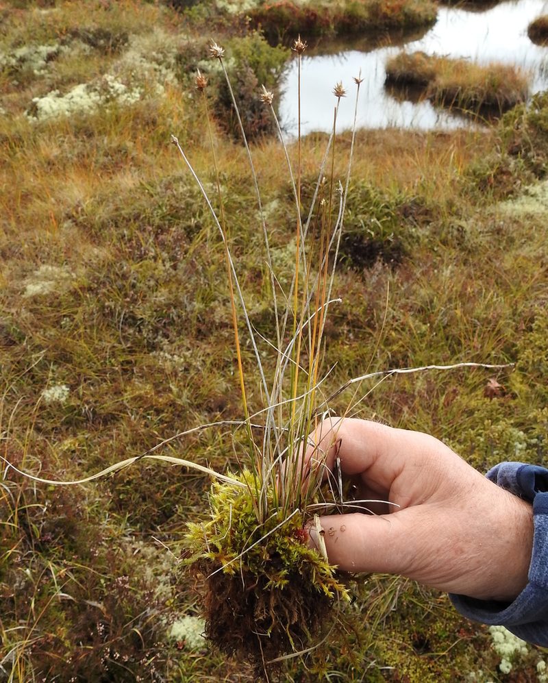 Carex capitata, photographed by Wouter Koch