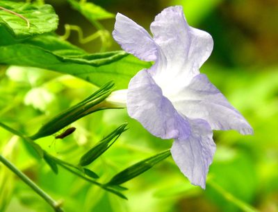 Ruellia intermedia, photographed by Francisco Farriols Sarabia