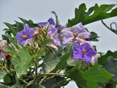Solanum wrightii, photographed by Annika Lindqvist