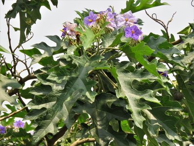 Solanum wrightii, photographed by Annika Lindqvist