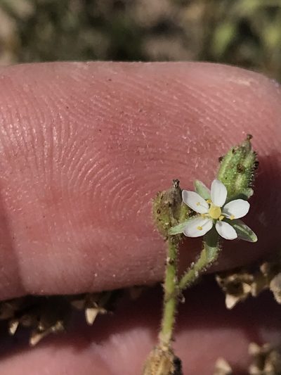 Spergularia villosa, photographed by Sula Vanderplank