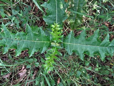 Acanthus polystachyus, photographed by Annika Lindqvist