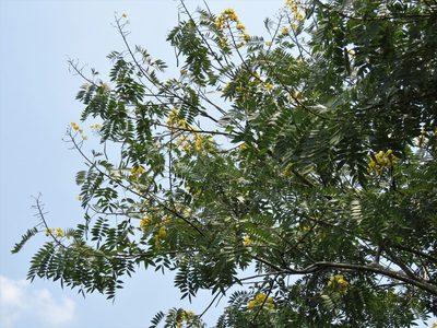 Senna spectabilis, photographed by Annika Lindqvist