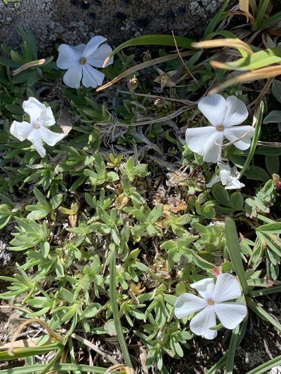 Phlox pulvinata, photographed by Whitney Brook Matson