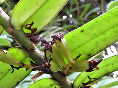 Calyptrochilum christyanum, photographed by Annika Lindqvist