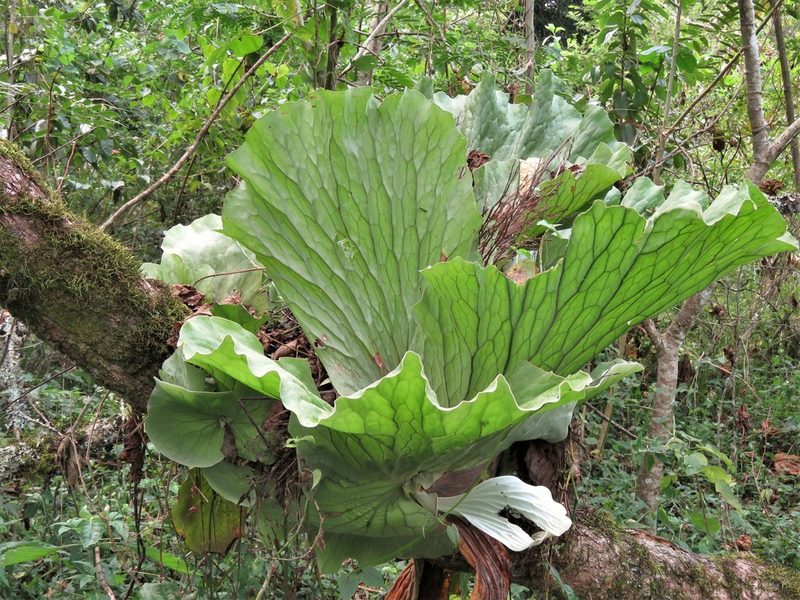 Platycerium elephantotis, photographed by Annika Lindqvist