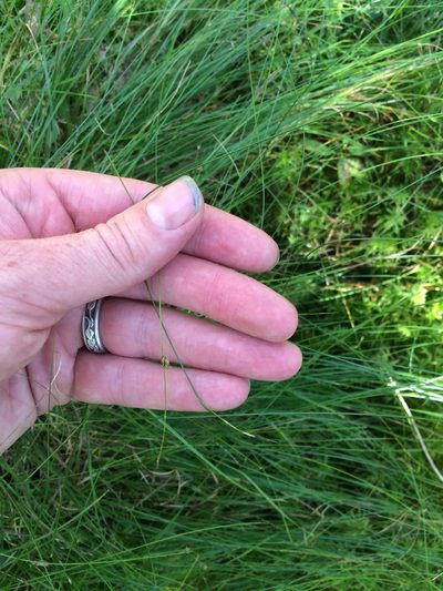 Carex billingsii, photographed by naturalist charlie