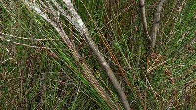 Machaerina rubiginosa, photographed by Sarah Richardson