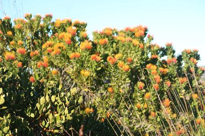 Leucospermum praecox, photographed by Di Turner