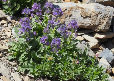 Phacelia lyallii, photographed by John G. Phillips
