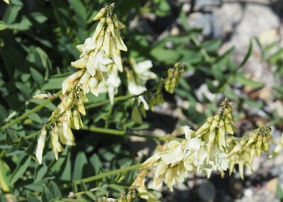 Hedysarum sulphurescens, photographed by John G. Phillips