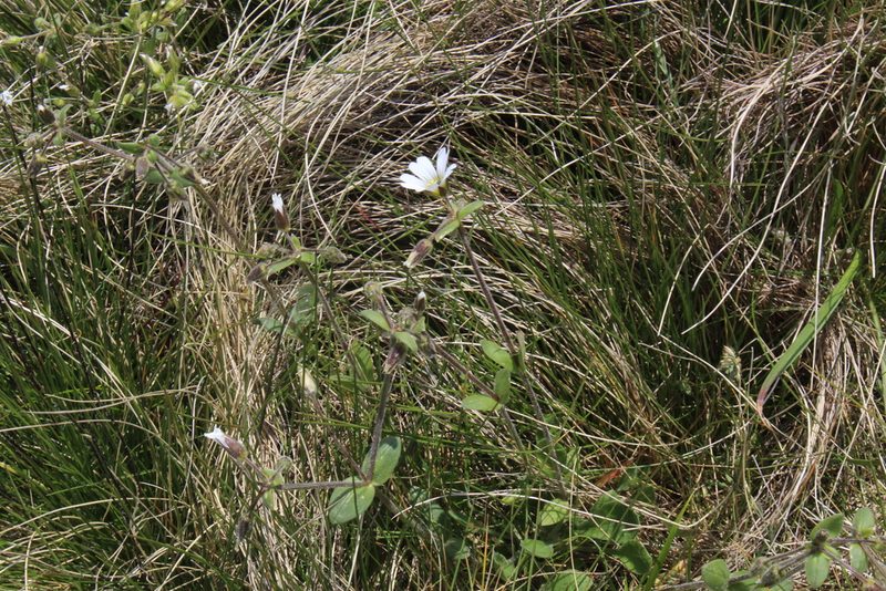 Cerastium purpurascens, photographed by Dmitriy Bochkov