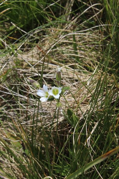 Cerastium purpurascens, photographed by Dmitriy Bochkov