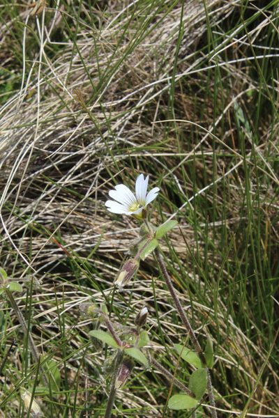 Cerastium purpurascens, photographed by Dmitriy Bochkov